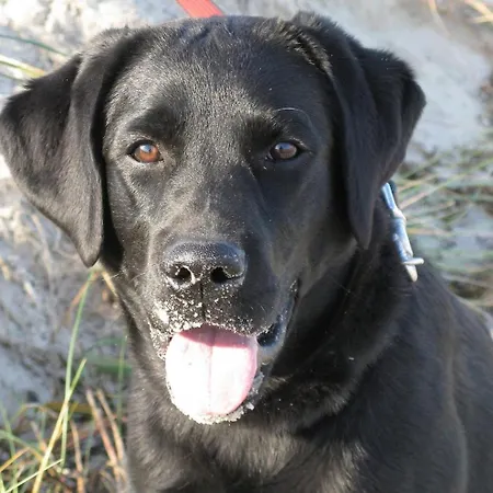 Dom wakacyjny Inselidylle Bullerbue *